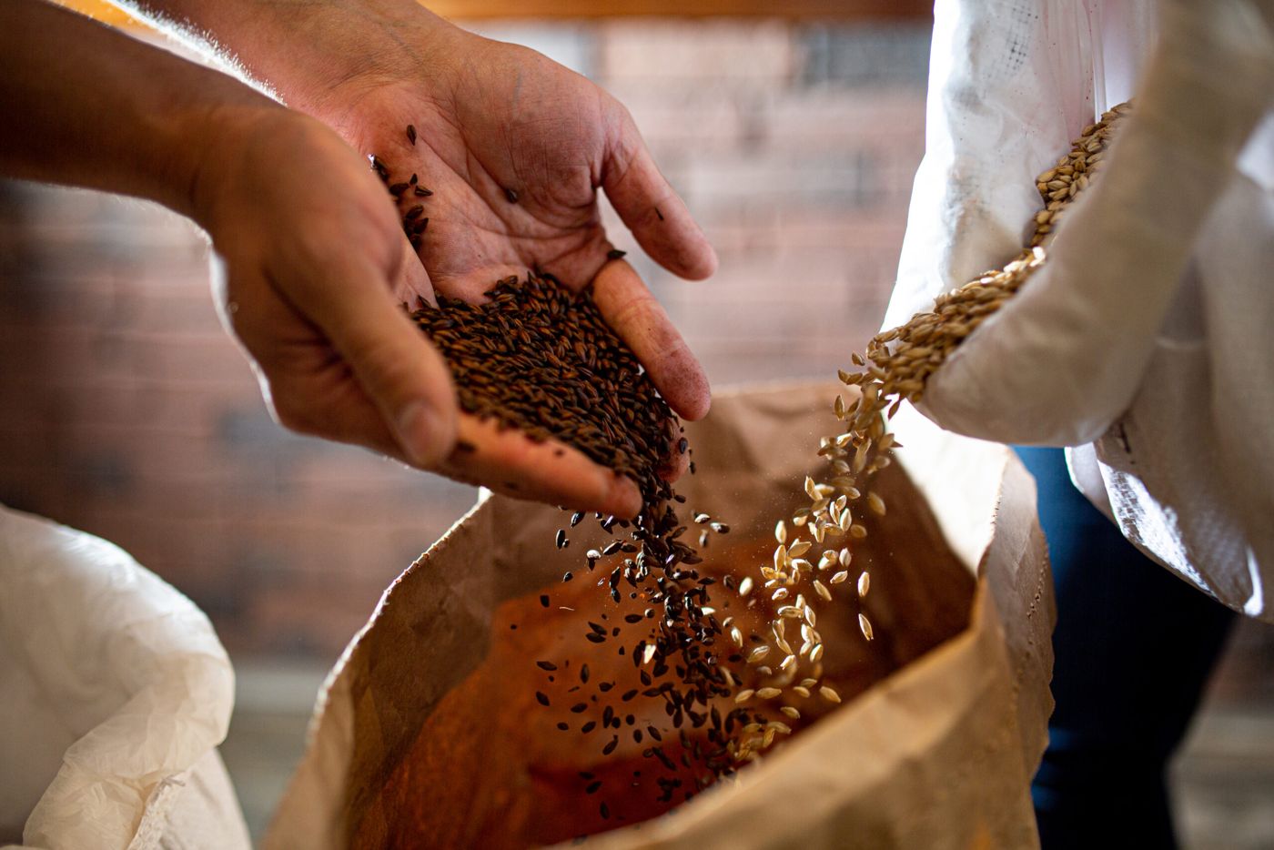 Malts versés à la main dans un sac
